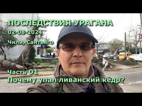 Видео: ПОСЛЕДСТВИЯ УРАГАНА - 01 Почему упал ливанский кедр? #Чили #ураган #попугаи #гнезда #птицы #деревья