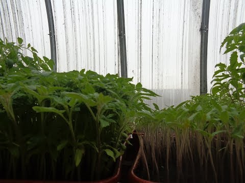 Видео: КАКОЙ ХОЛОД МОЖЕТ ВЫДЕРЖАТЬ РАССАДА ТОМАТОВ? Ольга Чернова.