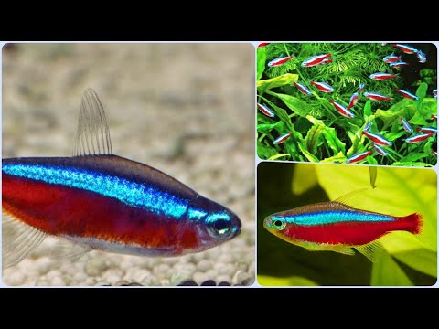 Видео: Красный Неон - одна из самых красивых аквариумных рыбок Содержание Разведение и Совместимость