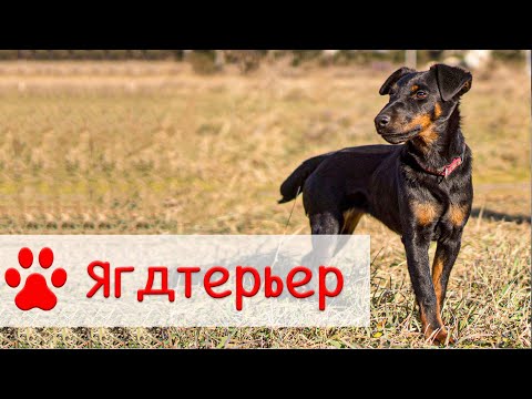 Видео: Ягдтерьер | Все о породе