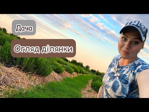 Видео: Лавандове поле. Дача. Огляд ділянки.