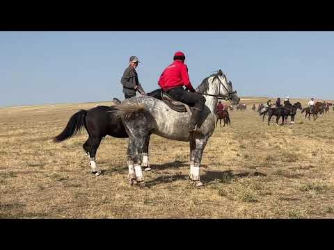 Видео: Жуалы аудыны Ертай ауылы 24.08.24