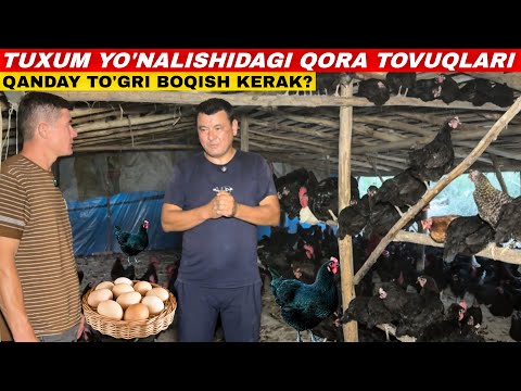 Видео: БУНИ КЎРИБ ТОВУҚ БИЗНЕСИГА ҚИЗИҚИБ ҚОЛАСИЗ, СИРЛИ МУВАФФАҚИЯТ! 