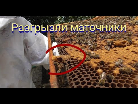Видео: Пчелы разгрызли маточники. Вощина стала преградой для полноценной работы матки.