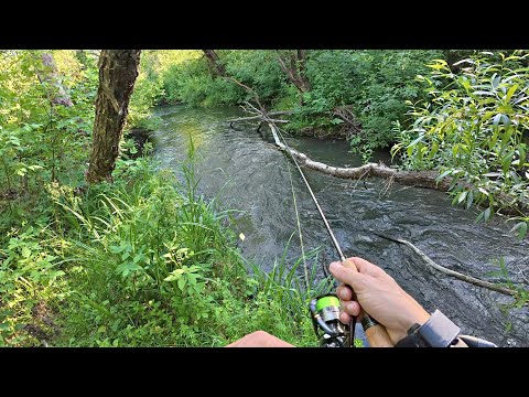 Видео: Ничего себе, какие кабаны клюют в этом ручье! Рыбалка на спиннинг 2025.
