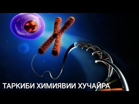 Видео: ТАРКИБИ ХИМИЯВИИ ХУЧАЙРА КИСМИ 1