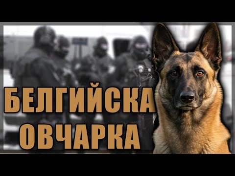 Видео: Белгийска овчарка | Belgian Shepherd