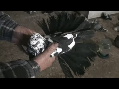 Видео: Пишні голуби Юрія