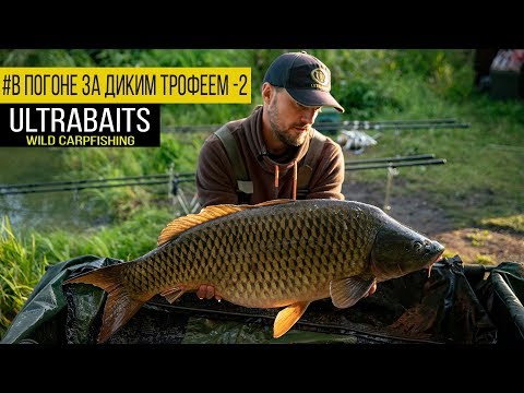 Видео: Ловля дикого карпа - WILD CARP FISHING. В погоне за диким трофеем #2. Огромный улов!