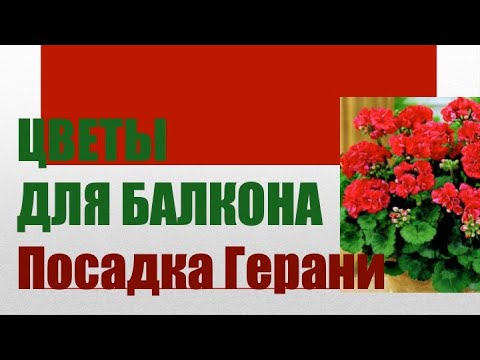 Видео: Цветы для балконы