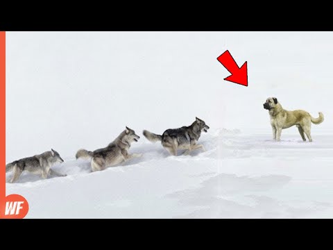 Видео: Эти глупые волки напали не на ту собаку. Они заплатили высокую цену