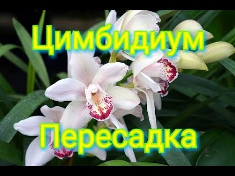 Видео: ПЕРЕСАДКА ЦИМБИДИУМА. Цимбидиум после покупки.