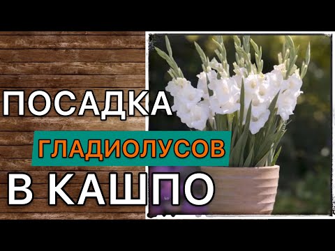 Видео: Гладиолусы в горшке. Посадка, выращивание и уход подробно. Дневник садовода