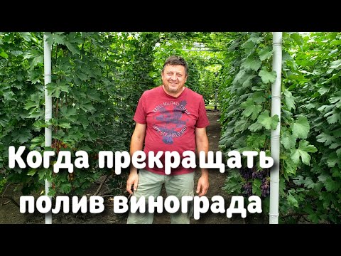 Видео: Когда прекращать ПОЛИВ виноградных кустов ?