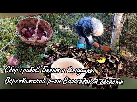 Видео: Сбор грибов. Белые и волнушки. Верховажский р-он Вологодской области, 09.09.2025 #грибы #белыегрибы