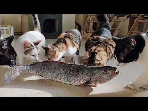 Видео: Кошки, с нетерпением ожидающие, чтобы съесть гигантскую рыбу, которая больше их самих.