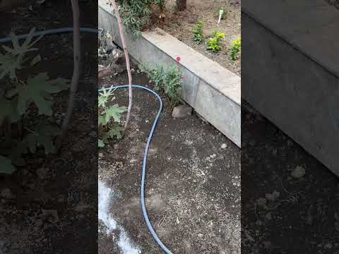 Видео: Ландшавт қилиш. Камеля хақида қисқача