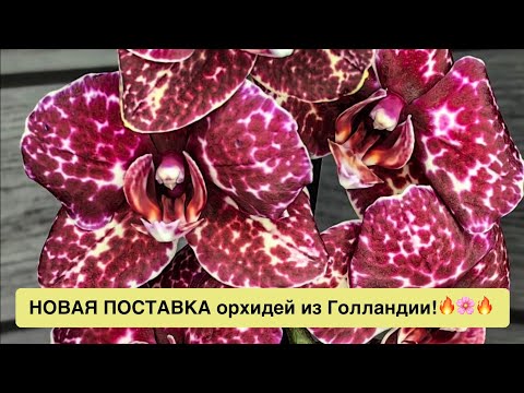 Видео: Потрясающие орхидеи из Голландии привезла @zeboorhids!!! Не купить, так хоть посмотреть!🔥🌸