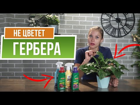 Видео: Почему не цветёт ГЕРБЕРА ✿ Уход за герберой в домашних условиях