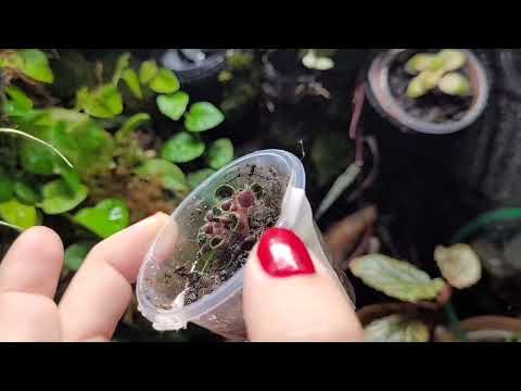 Видео: ВСЁ МЕНЯЮ! 🔥 флорариум