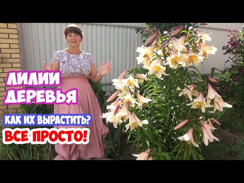 Видео: ЛИЛИИ - ДЕРЕВЬЯ или ЛИЛИИ - ГИГАНТЫ ... Что это? Это лилии ОТ - ГИБРИДЫ! Посадка и уход.