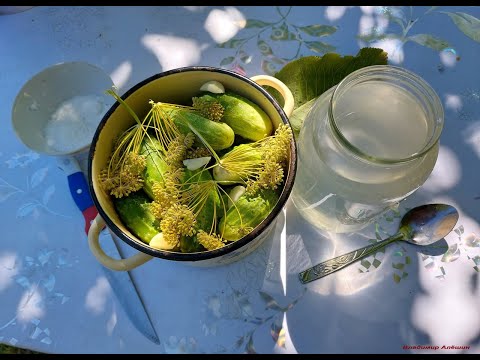 Видео: Делаю малосольные огурцы с хреном и чесноком только так! Дедовский рецепт! Пальчики оближешь!
