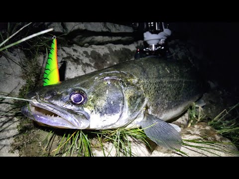 Видео: Судак на воблеры вечером и ночью!/Zander fishing on hard-baits in the evening and night!