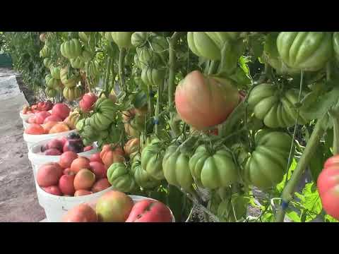 Видео: С чего начинается урожай