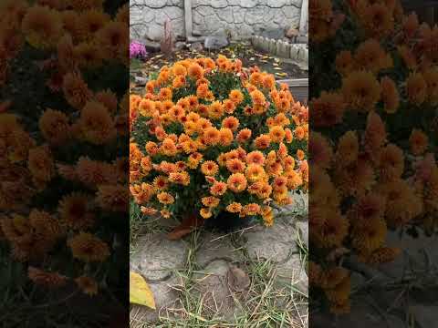 Видео: Різнокольорова підлога з осіноьго листя.