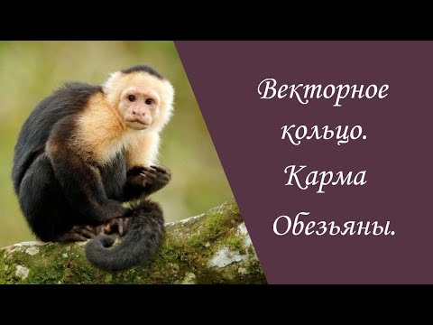 Видео: Векторное кольцо. Карма Обезьяны.