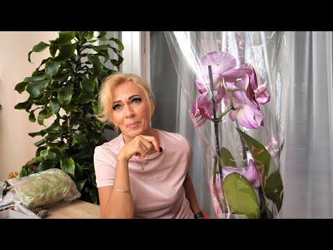 Видео: Новые орхидеи ГНИЛАЯ и СТРАШИЛКА.