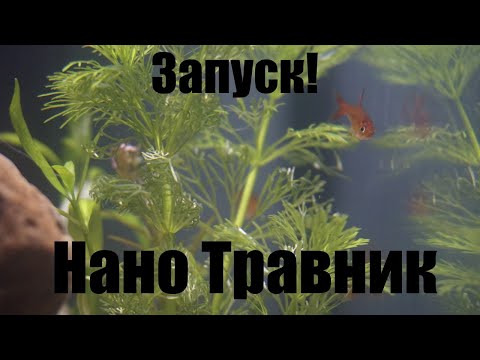 Видео: 1. Нано травник. Запуск!