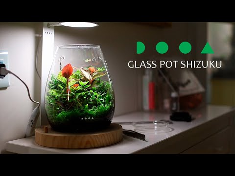 Видео: Мини-флорариум DOOA  glass pot SHIZUKU