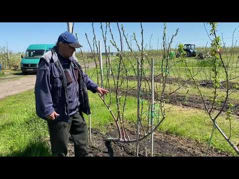 Видео: Посадка зимней прививки яблони. Цветение сливы пощажённой по методу UFO.