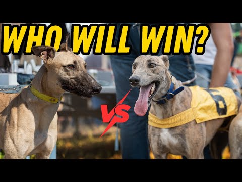 Видео: Самые быстрые собачьи гонки впервые в истории! 45 миль в час?