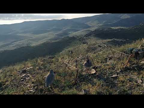 Видео: шикори каратов 12 04 2024