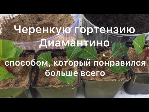 Видео: СПОСОБ ЧЕРЕНКОВАНИЯ ГОРТЕНЗИЙ, который понравился больше всего. Черенкую гортензию Диамантино.
