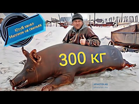 Видео: Огромный кабан уехал на мясо! Трех породный гибрид F1-Пьетрен-Макстер! вес 300 кг!!!