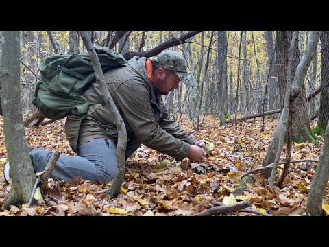 Видео: Що? І скільки? Можна назбирати ЗАРАЗ в Лісі біля Хати за Декілька хвилин