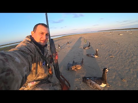 Видео: ОХОТА НА ГУСЯ / добыл 22 гуся за три часа / GOOSE HUNTING