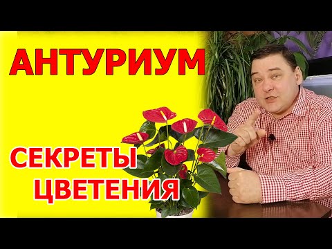 Видео: Вот почему ваш антуриум не цветет: Делюсь секретами ухода за антуриумом в домашних условиях