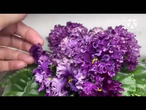 Видео: Обзор цветущих фиалок в сентябре 2024