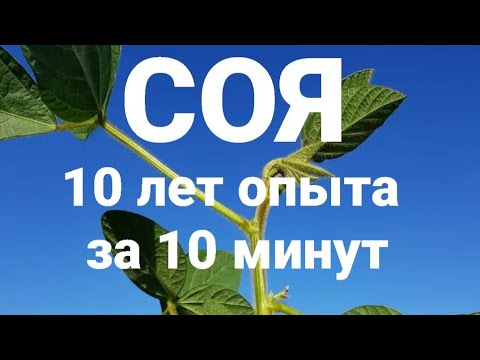 Видео: СОЯ- 3 ошибки возделывания