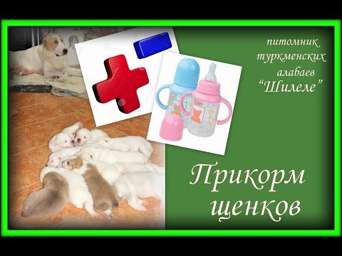 Видео: Прикорм для подсосных щенков. Питомник "Шилеле".