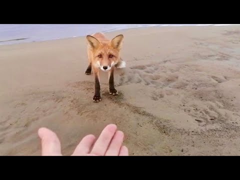 Видео: Отшельники и Лисий остров (30 лет одиночества 39 серия)