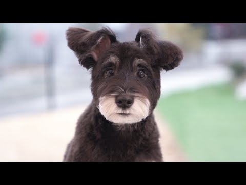 Видео: Я ничего не знаю.