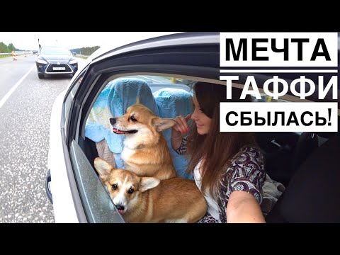 Видео: ЕДЕМ НА ДАЧУ! Собаки в восторге💜 Наводим порядок /Часть 1