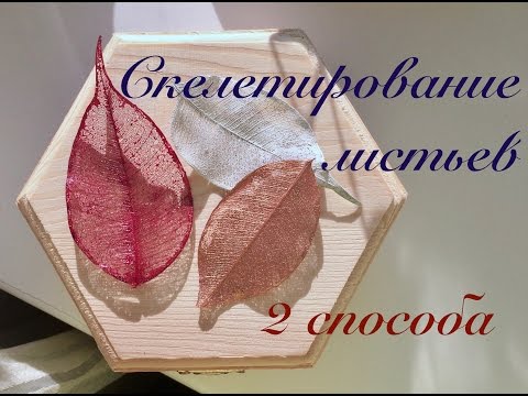 Видео: Скелетирование листьев // 2 способа // Прозрачные листья в домашних условиях