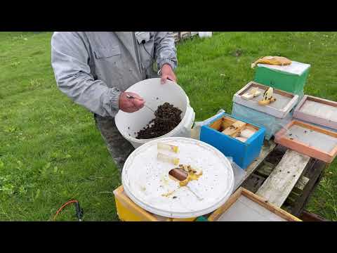 Видео: Корпуса трещат от пчелы. Ждём акацию!