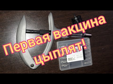 Видео: Вакцинация цыплят с первых дней жизни! Как правильно всё сделать!